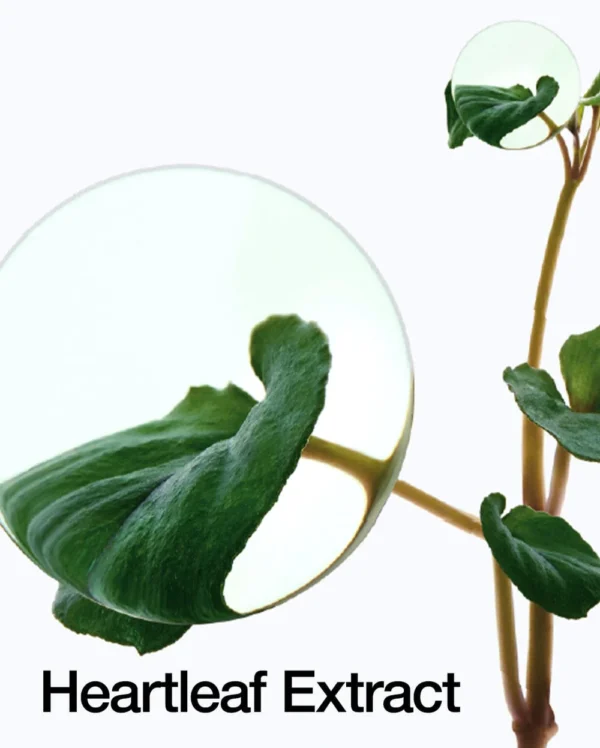 ANUA Heartleaf 77 Soothing Toner - Image 4